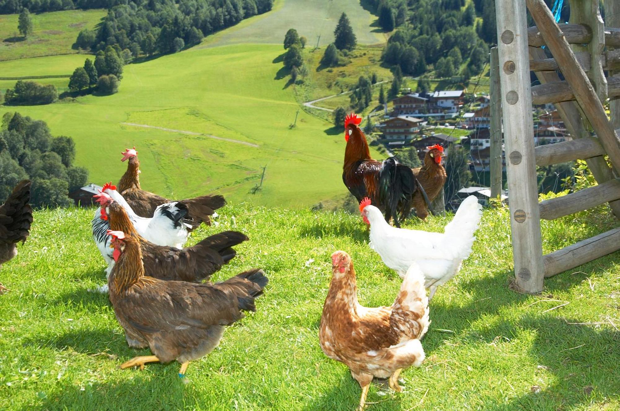 Feriengut Hasenau Saalbach-Hinterglemm Exterior foto